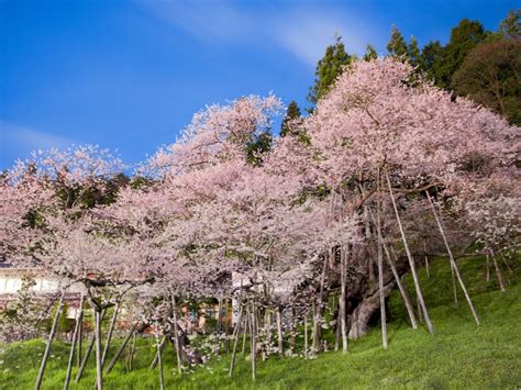 臥龍桜（高山市）